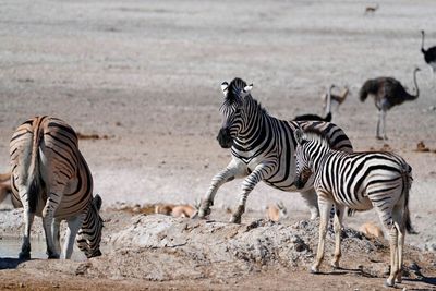 Etosha National Park, Rietfontein Waterhole