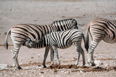 Etosha National Park, Rietfontein Waterhole