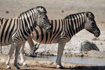 Etosha National Park, Rietfontein Waterhole