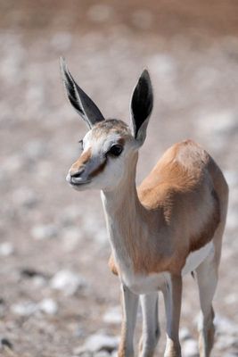 Etosha National Park, Rietfontein Waterhole