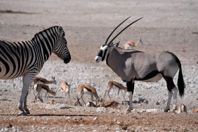 Etosha National Park, Rietfontein Waterhole