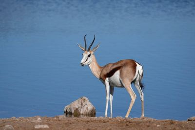 Etosha National Park, Homob Waterhole