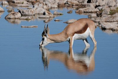 Etosha National Park, Homob Waterhole
