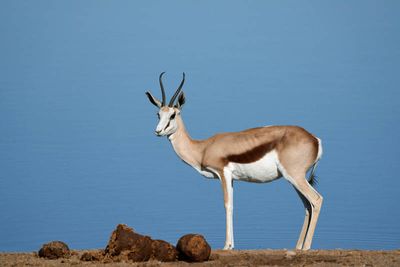 Etosha National Park, Homob Waterhole
