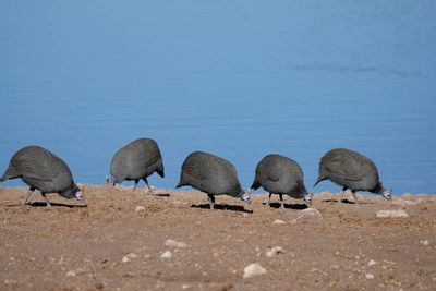 Etosha National Park, Homob Waterhole