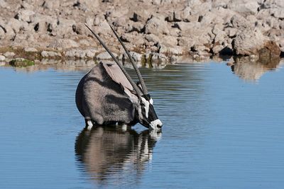 Etosha National Park, Homob Waterhole