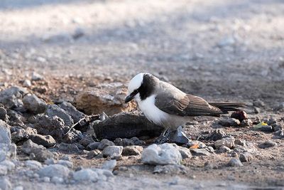 Etosha National Park, Okaukuejo