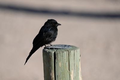 Etosha National Park, Okaukuejo