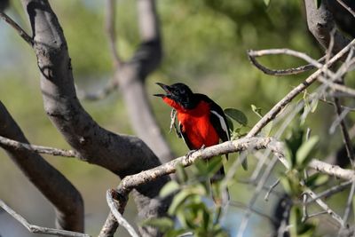 Etosha National Park, Okaukuejo