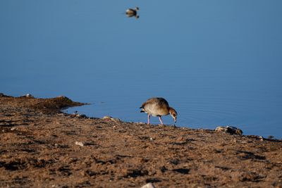 Etosha National Park, Okaukuejo Waterhole