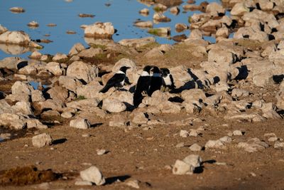 Etosha National Park, Okaukuejo Waterhole