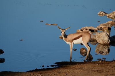 Etosha National Park, Okaukuejo Waterhole