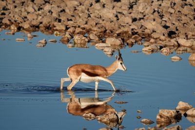 Etosha National Park, Okaukuejo Waterhole