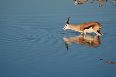 Etosha National Park, Okaukuejo Waterhole