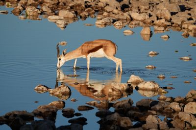 Etosha National Park, Okaukuejo Waterhole