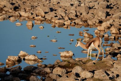 Etosha National Park, Okaukuejo Waterhole