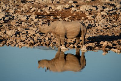 Etosha National Park, Okaukuejo Waterhole