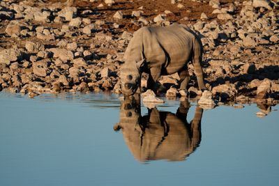 Etosha National Park, Okaukuejo Waterhole