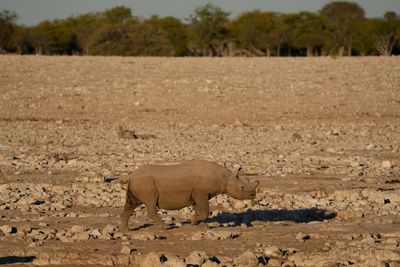 Etosha National Park, Okaukuejo Waterhole