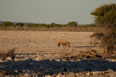 Etosha National Park, Okaukuejo Waterhole