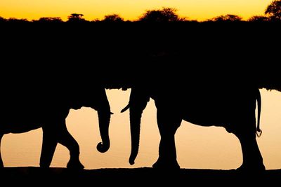 Etosha National Park, Okaukuejo Waterhole