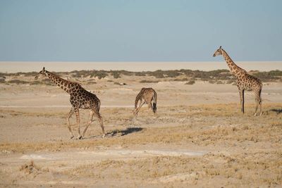 Etosha National Park, from Nebrowni to Okaukuejo