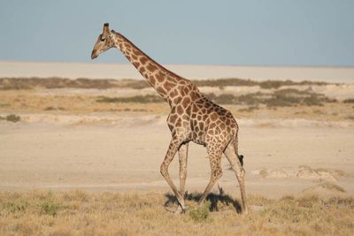 Etosha National Park, from Nebrowni to Okaukuejo