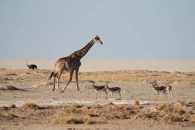 Etosha National Park, from Nebrowni to Okaukuejo