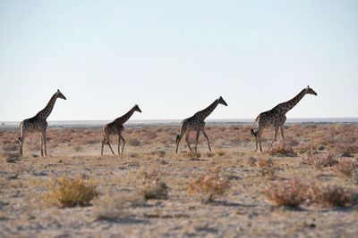 Etosha National Park, from Nebrowni to Okaukuejo