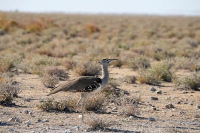 Etosha National Park, from Nebrowni to Okaukuejo