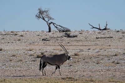 Etosha National Park, Nebrowni