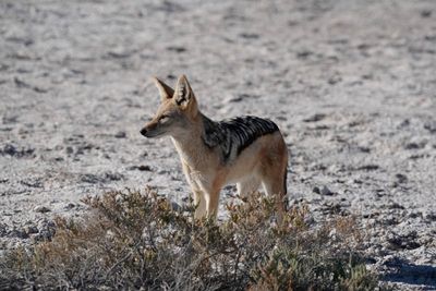 Etosha National Park, Nebrowni
