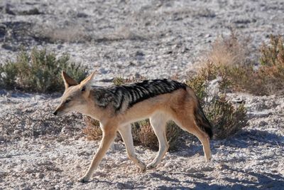 Etosha National Park, Nebrowni