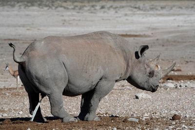 Etosha National Park, Nebrowni