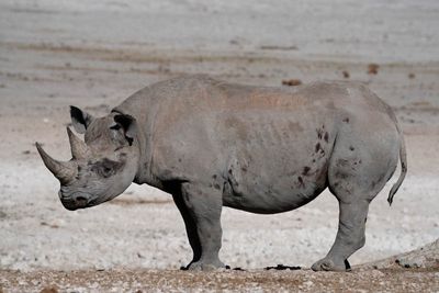 Etosha National Park, Nebrowni