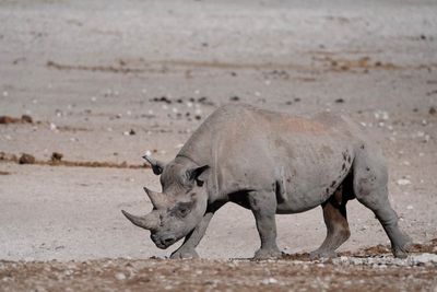 Etosha National Park, Nebrowni