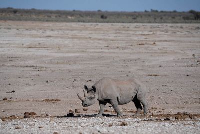 Etosha National Park, Nebrowni