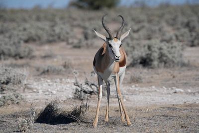 Etosha National Park, Nebrowni