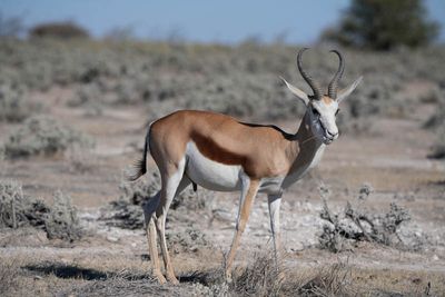 Etosha National Park, Nebrowni