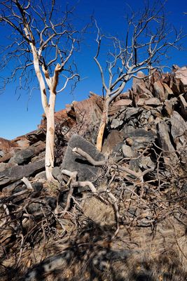 Kamanjab, Peet Albert Rock Engravings