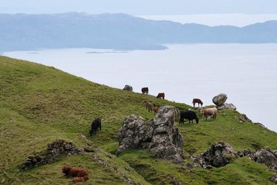 Scotland