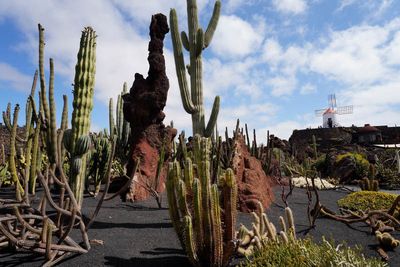 Lanzarote Island, Canarias, Spain