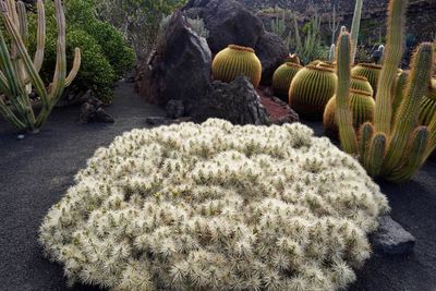 Lanzarote Island, Canarias, Spain