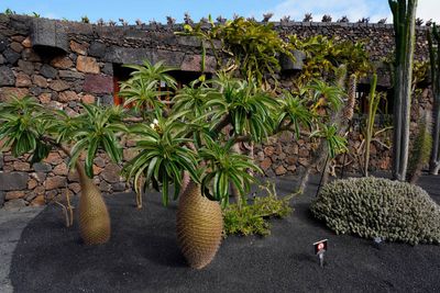 Lanzarote Island, Canarias, Spain