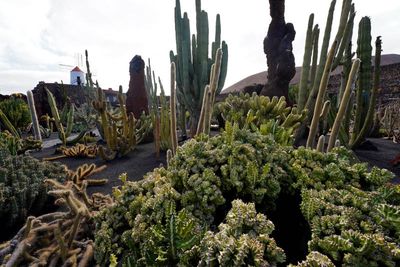 Cactus Garden