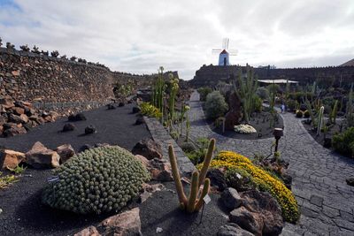 Cactus Garden