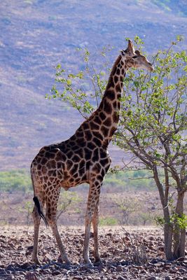 Nambia 2023