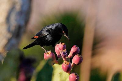 Brandberg, White Lady Lodge, Pale-winged Starling