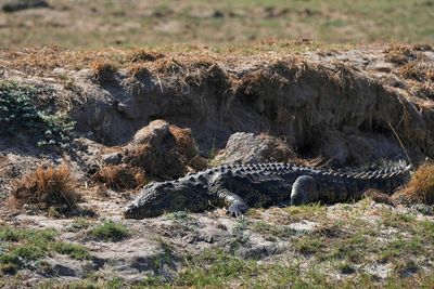 Botswana and Zimbabwe