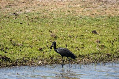 Botswana and Zimbabwe